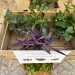 ...il nutrimento di piante quali il senecio, la tradescantia e la crassula ovata